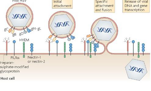 ciclo di vita delle cellule somatiche