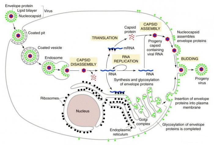 ciclo di vita delle cellule