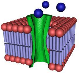 struttura della membrana cellulare