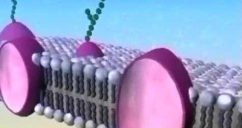 celične celične membrane