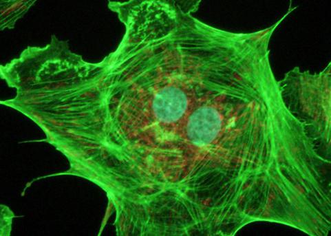 Ядро на клетъчната структура на клетъчната мембрана