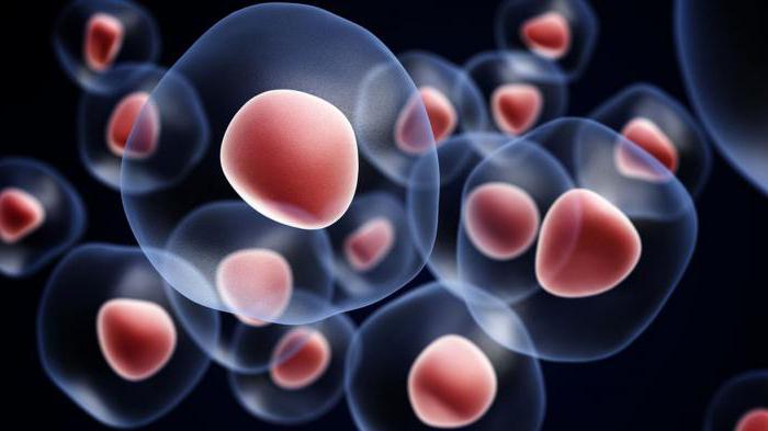 typy tkáňových buněk