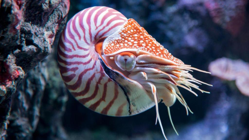 clam nautilus