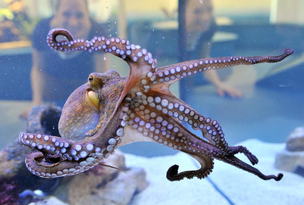chobotnice chobotnice