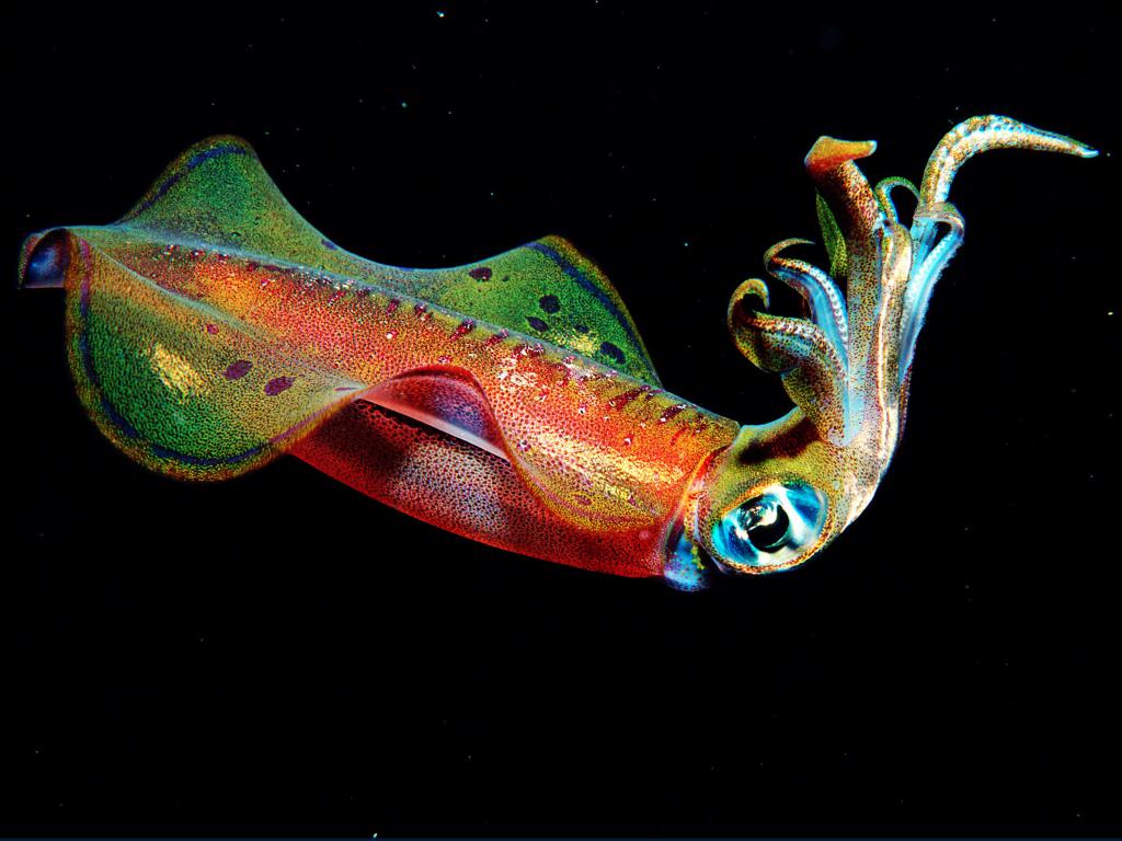 barevné chobotnice
