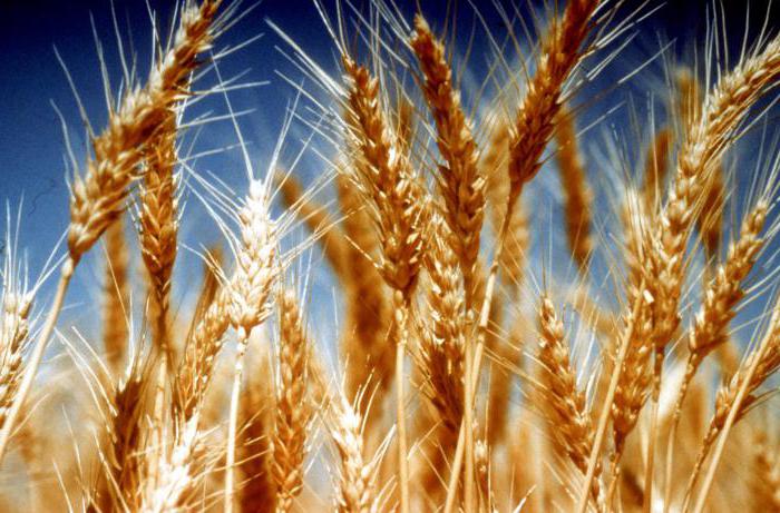 uši pšenice