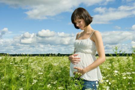 heřmánkový odvar v těhotenství
