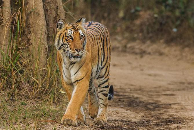 Champawat tigress