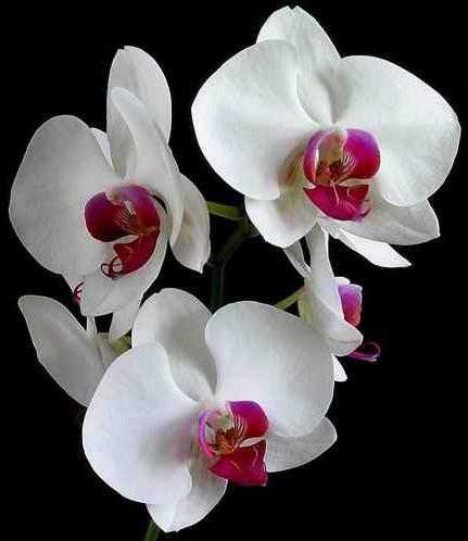 njegu orhideja kod kuće