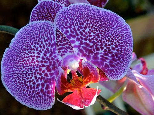 péče o vnitřní orchideje