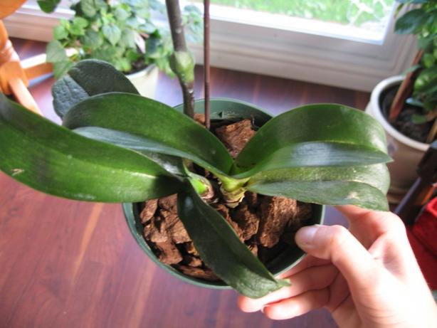 Орхидеја Ванда се брине код куће