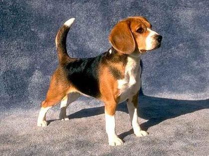 opis rasy beagle