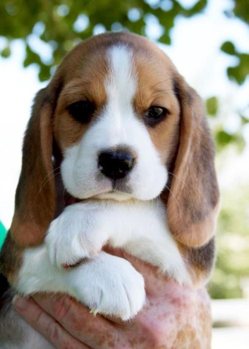 rasy beagle