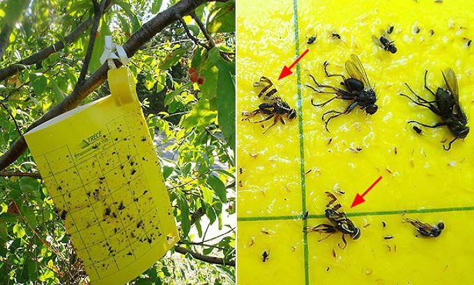 wormy wiśniowa walka z wiśniową muchą