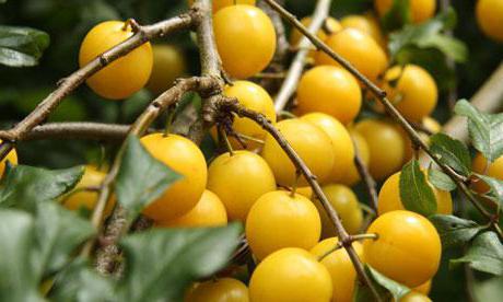 cherry plum benefit a poškození