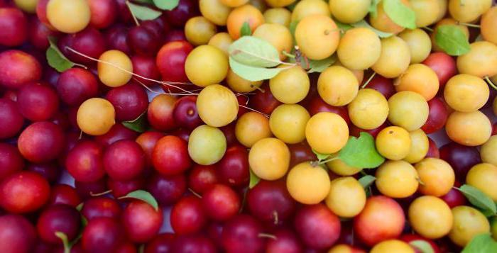 cherry slivovice užitečné vlastnosti výhody a poškození