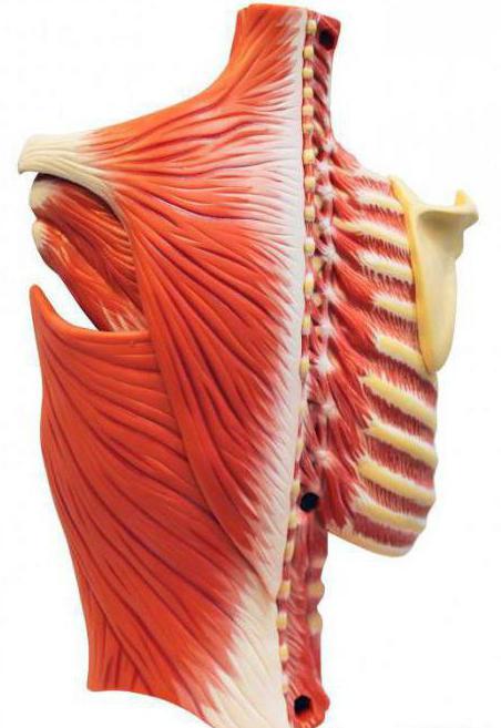 mišićna neuralgija prsnog koša