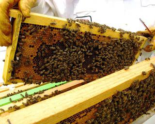 Použití medu z kaštanu