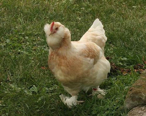 Firewall порода пилета снимка описание