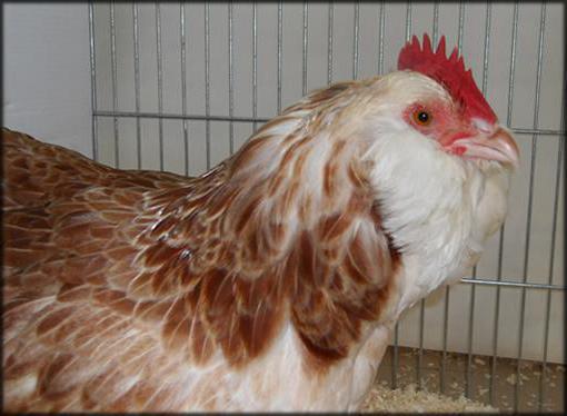 Защитна стена порода пилета снимки прегледи