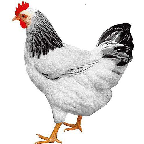 opis dominantnega kokoši