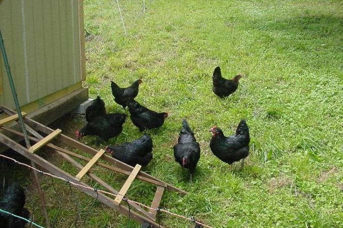 порода черно пиле