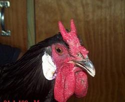 Москва черна порода пилета