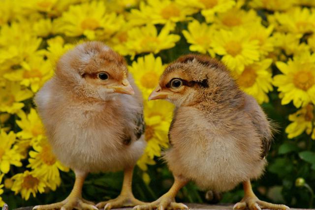 биефелдерни пилета и техните характеристики