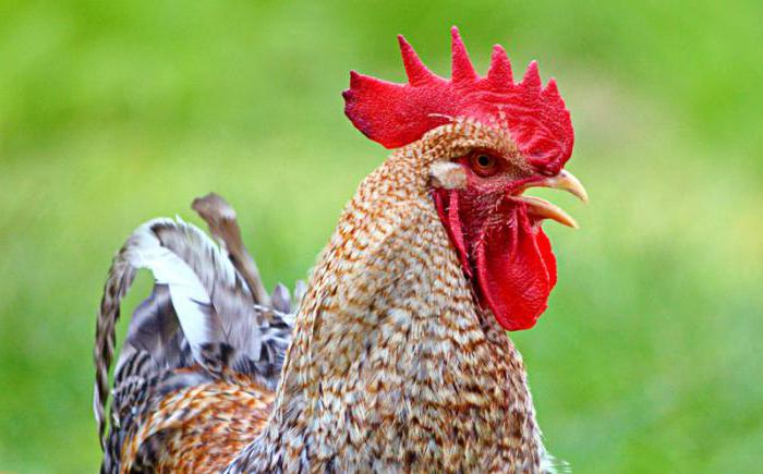 Bielefelder Breed Chicken Opis opinii