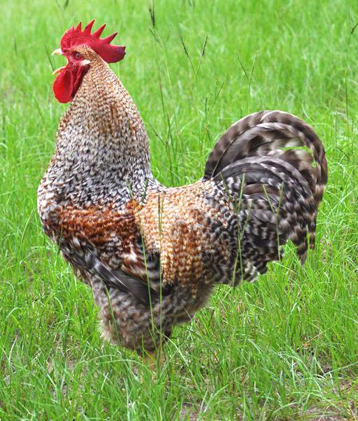 Foto di razza di polli da allevamento