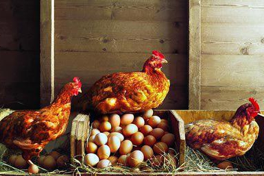 kokoši po nakupu ne hitijo, kaj storiti