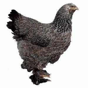 описание на пилета