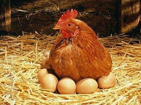 описание на пилетата