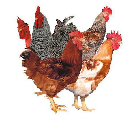 Descrizione della razza di pollo Redbro