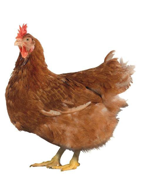 funkcija piščancev redbro