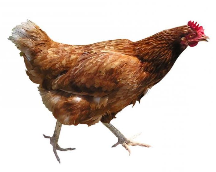 пилетата се отглеждат с червено-бяло