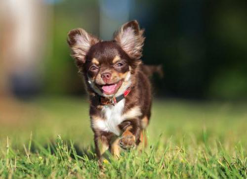 Chihuahua pes