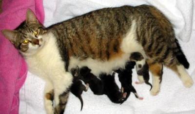 rojevanje mačk zapletov