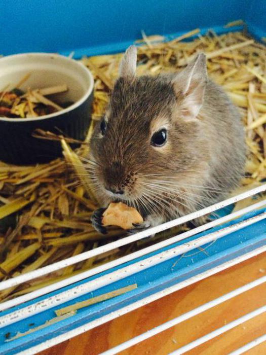 Gli scoiattoli cileni si prendono cura di quanto si possa nutrire