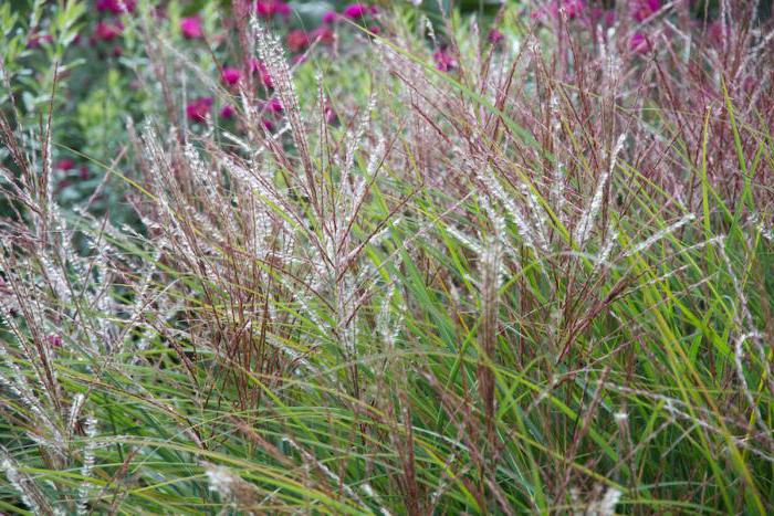 Miscanthus chinese strictus