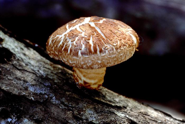 houby stromu