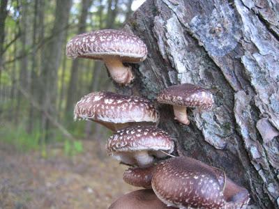 kako kuhati šumske gljive