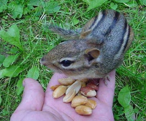 Chipmunk jíst ořechy