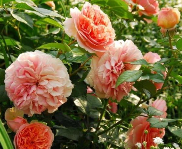 rosa chippendale floribunda