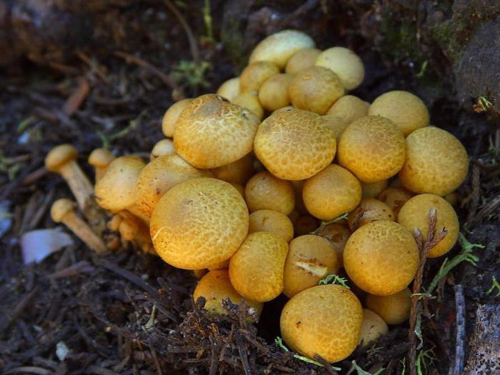 chitina in funghi