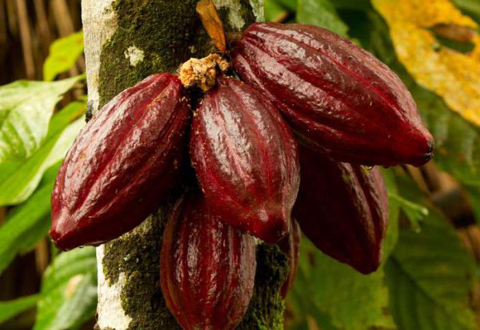 albero di cacao