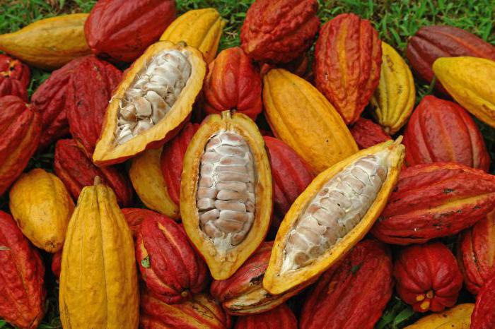 снимка на какаовото дърво