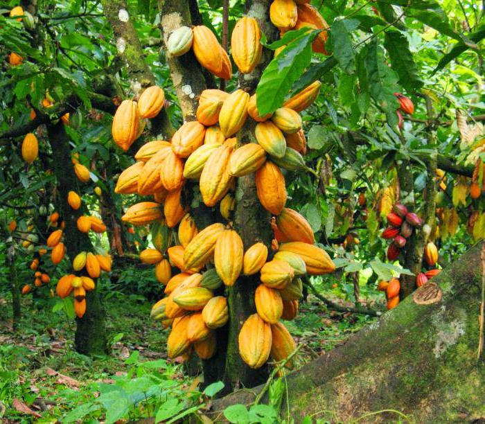 albero di cacao