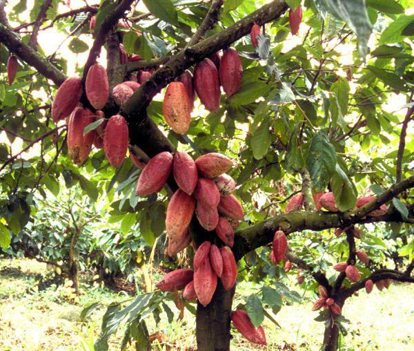 come si presenta un albero di cacao?