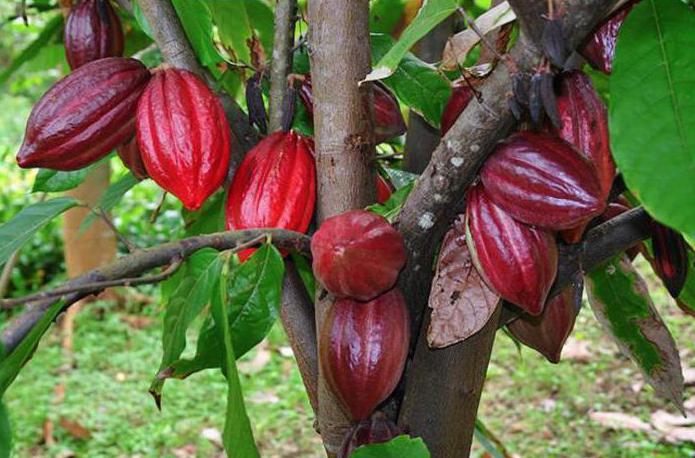albero di cacao a casa